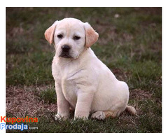 Labrador retriver, štenci - Fotografija 2/4