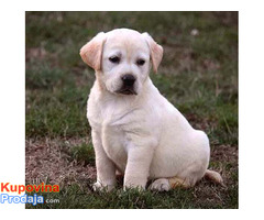 Labrador retriver, štenci - Fotografija 3/4