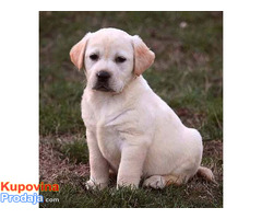 Labrador retriver, štenci - Fotografija 4/4