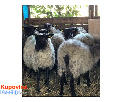 Umatičene romanovske ovce na prodaju - Fotografija 2/7