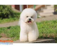 Kovrdzavi Bison ( Bichon Frise ) - Fotografija 7/10