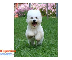 Kovrdzavi Bison ( Bichon Frise ) - Fotografija 8/10