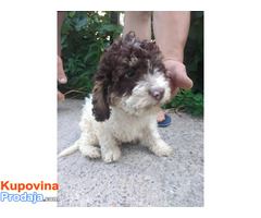 Lagotto Romagnolo - Fotografija 1/10