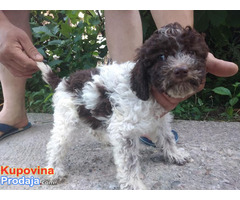 Lagotto Romagnolo