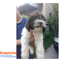 Lagotto Romagnolo - Fotografija 3/10