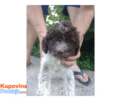 Lagotto Romagnolo - Fotografija 4/10