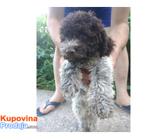 Lagotto Romagnolo - Fotografija 5/10