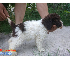 Lagotto Romagnolo - Fotografija 6/10