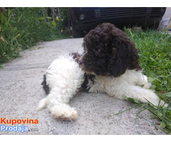 Lagotto Romagnolo - Fotografija 7/10