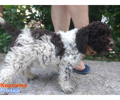 Lagotto Romagnolo - Fotografija 8/10