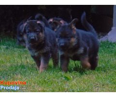 Nemacki ovcari vrhunsko leglo Beograd - Fotografija 4/6