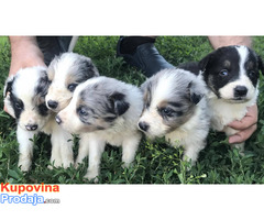 Border collie štenci na prodaju - Fotografija 5/6