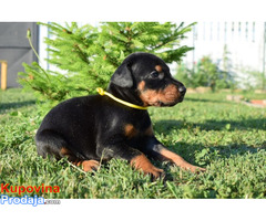 Doberman štenci - Fotografija 4/10