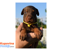 Doberman štenci - Fotografija 5/10