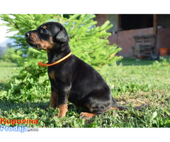 Doberman štenci - Fotografija 7/10