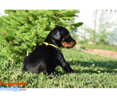 Doberman štenci - Fotografija 8/10