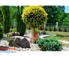 Beautiful puppies Boo Pomerance