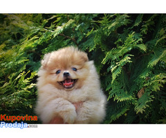 Beautiful puppies Boo Pomerance - Fotografija 2/8