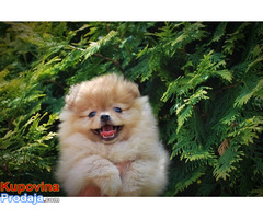 Beautiful puppies Boo Pomerance