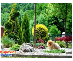 Beautiful puppies Boo Pomerance