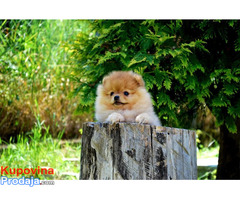 Beautiful puppies Boo Pomerance - Fotografija 4/8