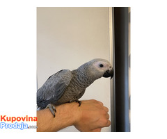 Zako papagaj,rucno hranjen - Fotografija 2/3