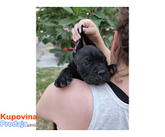 Cane Corso štenci - Fotografija 5/10