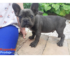 Francuski buldog, kučići - Fotografija 4/5