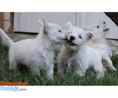 Zapadnoškotski beli terijer - westie - Fotografija 4/8