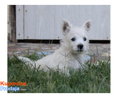 Zapadnoškotski beli terijer - westie - Fotografija 8/8