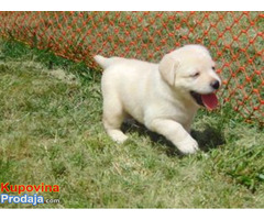 Na prodaju štenci labrador retrivera - Fotografija 3/4