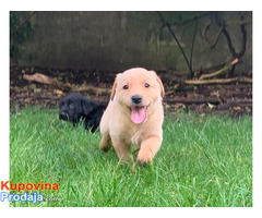 Na prodaju štenci labrador retrivera - Fotografija 4/4