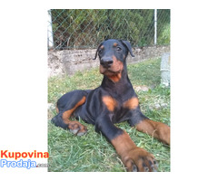 Doberman štenci - Fotografija 4/6