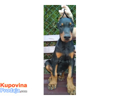 Doberman štenci - Fotografija 5/6