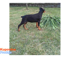 Doberman štenci - Fotografija 6/6