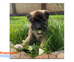 Stunning American Akita Available - Fotografija 1/3