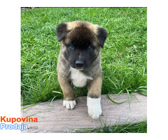 Stunning American Akita Available - Fotografija 3/3