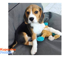 Beautiful Kc Registered Beagle Puppies. - Fotografija 1/3