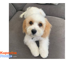 Beautiful Beautiful Cavachon - Fotografija 1/2