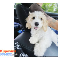 Beautiful Beautiful Cavachon - Fotografija 2/2