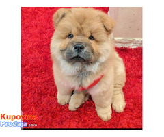 Kc Chow Chow Puppies for sale - Fotografija 1/2
