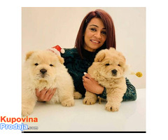 Kc Chow Chow Puppies for sale - Fotografija 2/2