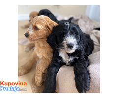 F2 Cockapoo Puppies For Sale To Loving Forever Home - Fotografija 1/2