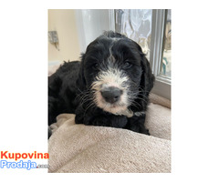 F2 Cockapoo Puppies For Sale To Loving Forever Home - Fotografija 2/2