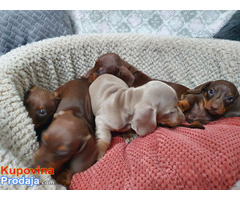 Dachshund Puppies Ready Now - Fotografija 1/2