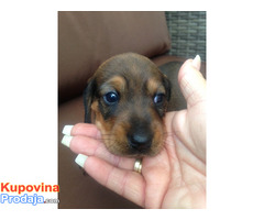 Dachshund Puppies Ready Now - Fotografija 2/2