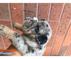 Lilac & Blue English Bulldog Puppies - Fotografija 1/2