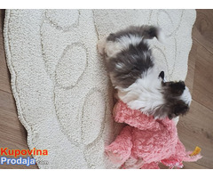 Show Quality Maltese Female Puppy For Sale - Fotografija 2/2