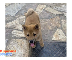 Shiba Inu Shiba Inu