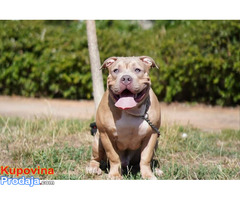 American Bully Pocket / Standard - Fotografija 1/10